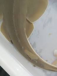 Image result for Glaucostegus cemiculus