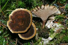 Attēlu rezultāti vaicājumam “Coltricia perennis”