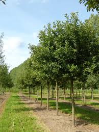 Attēlu rezultāti vaicājumam “Malus domestica”