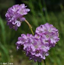 Attēlu rezultāti vaicājumam “Armeria vulgaris leaf”