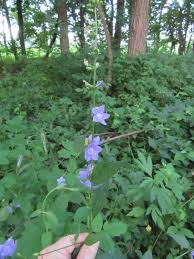 Image result for Campanula affinis