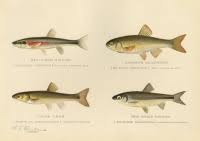 Image result for Tautogolabrus adspersus