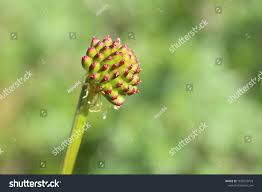 Attēlu rezultāti vaicājumam “Trollius europaeus fruit”