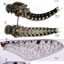 Attēlu rezultāti vaicājumam “Siphlonurus male”