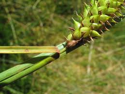 Attēlu rezultāti vaicājumam “Carex rostrata”