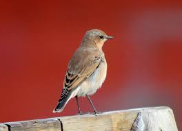 Attēlu rezultāti vaicājumam “Oenanthe oenanthe”