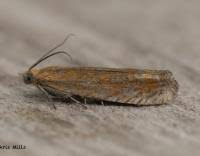 Attēlu rezultāti vaicājumam “Lathronympha strigana”