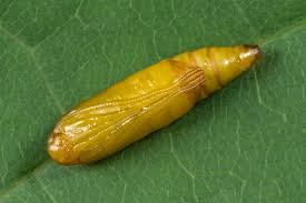 Attēlu rezultāti vaicājumam “Yponomeuta evonymella larva”