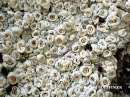 Attēlu rezultāti vaicājumam “Thelotrema lepadinum”