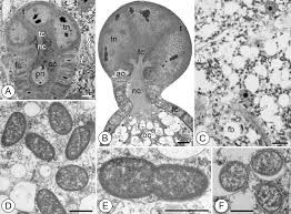 Attēlu rezultāti vaicājumam “Aleurochiton aceris”