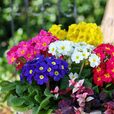 Attēlu rezultāti vaicājumam “Primula x polyantha”