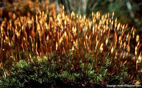 Attēlu rezultāti vaicājumam “Pogonatum dentatum”