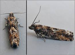 Attēlu rezultāti vaicājumam “Epinotia immundana”