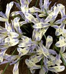 Attēlu rezultāti vaicājumam “Iris reticulata”