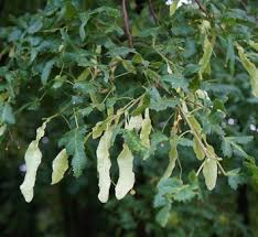 Attēlu rezultāti vaicājumam “Tilia platyphyllos Laciniata fruit”