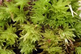 Attēlu rezultāti vaicājumam “Philonotis marchica macro”