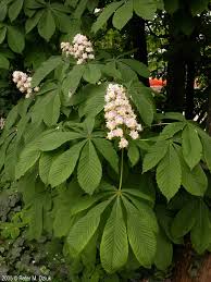 Attēlu rezultāti vaicājumam “Aesculus hippocastanum flower”