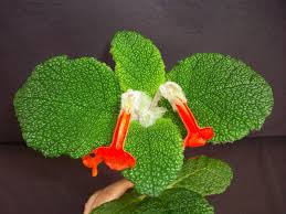 Image result for Sinningia