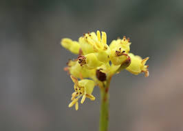 Attēlu rezultāti vaicājumam “Haloragaceae”