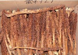 Attēlu rezultāti vaicājumam “Orobanche coerulescens bud”