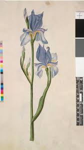 Attēlu rezultāti vaicājumam “Iris sibirica leaf”