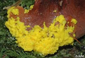 Attēlu rezultāti vaicājumam “Physarum virescens”