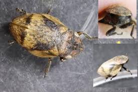 Attēlu rezultāti vaicājumam “Lepyronia coleoptrata”