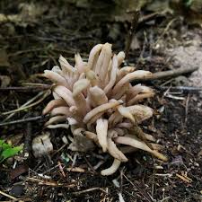 Attēlu rezultāti vaicājumam “Clavaria fumosa”