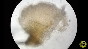 Attēlu rezultāti vaicājumam “Hyphodiscus hymeniophilus”