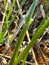 Attēlu rezultāti vaicājumam “Eriophorum latifolium leaf”