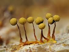 Attēlu rezultāti vaicājumam “Cribraria argillacea spores”