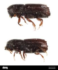 Attēlu rezultāti vaicājumam “Scolytidae”