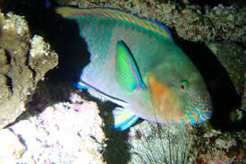 Image result for Chlorurus gibbus