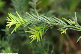 Attēlu rezultāti vaicājumam “Taxus wallichiana”