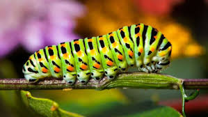 Attēlu rezultāti vaicājumam “macro”