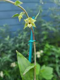 Attēlu rezultāti vaicājumam “Epipactis helleborine flower”