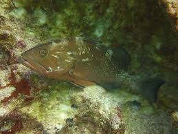 Image result for Epinephelus morio
