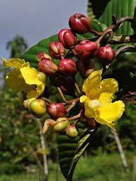 Attēlu rezultāti vaicājumam “Dictydiaethaliaceae”