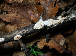 Attēlu rezultāti vaicājumam “Antrodia malicola”