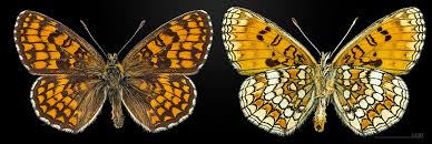 Attēlu rezultāti vaicājumam “Mellicta athalia underside”