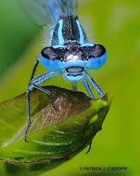 Attēlu rezultāti vaicājumam “Coenagrion pulchellum male”