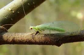 Attēlu rezultāti vaicājumam “Chrysopidae”