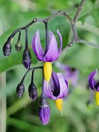 Attēlu rezultāti vaicājumam “Solanum dulcamara”