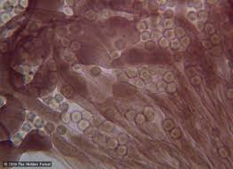 Attēlu rezultāti vaicājumam “Cribraria piriformis macro”