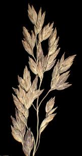 Attēlu rezultāti vaicājumam “Poa compressa”