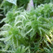 Attēlu rezultāti vaicājumam “Pleuridium subulatum”