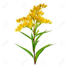 Attēlu rezultāti vaicājumam “Solidago virgaurea flower”