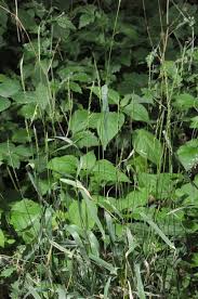 Attēlu rezultāti vaicājumam “Elymus caninus”