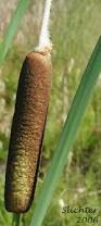 Attēlu rezultāti vaicājumam “Typha latifolia leaf”