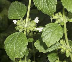 Image result for Melissa officinalis